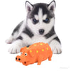 A Husky with Orange Pig Dog Toy