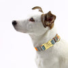 A dog wearing a Personalized Nylon Collar