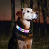 Dog Collar with Name and Address