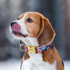 Beagle wearing a dog collar