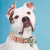 Nameplate Dog Collar