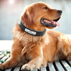 Personalized Dog Collar with Metal Buckle