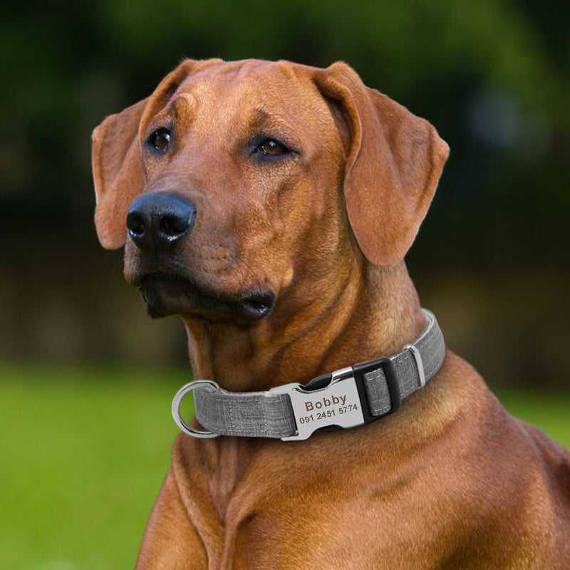 Gray Dog Collar With Name Plate