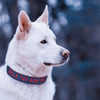 Dog Collar with Name Woven