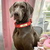 Dog Collar With Id Plate