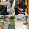2 inch Dog Collar with Name