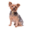 Tiny Dog Collar With Name