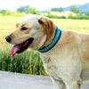 A dog wearing a Embroidered Reflective Personalized Collar