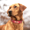 Red Leather Dog Collar With Name Plate