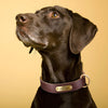 A Dog Wearing Leather Collar With Brass Name Plate