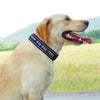 A dog wearing a black Embroidered Reflective Personalized Collar