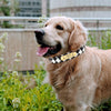 Custom Dog Collar with Name Plate