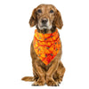 bandana collar dog pumpkin